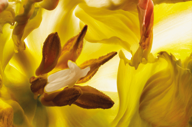 Robin ~ Créateur de couleurs ~ Tulipe Perroquet